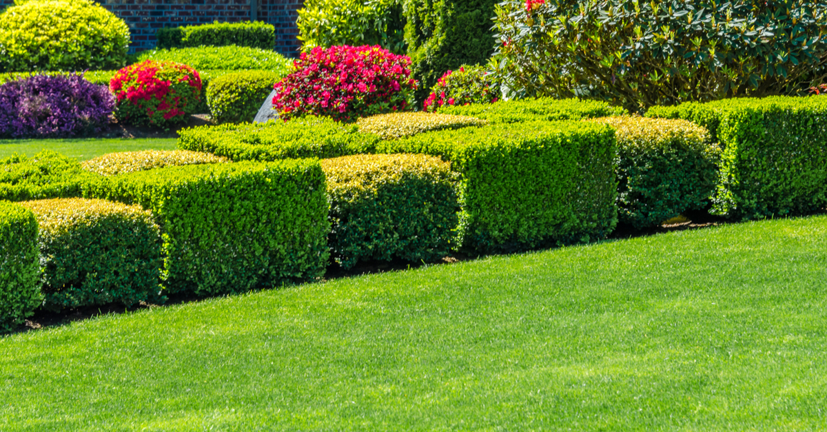 Bush Trimming How To Trim Prune And Care For Shrubs Helveta